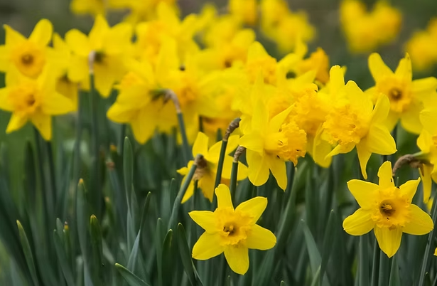 Daffodil%20sale.png
